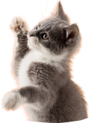 KATYB PET CARE