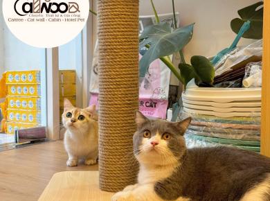 LỰA CHỌN CHẤT LIỆU GÌ ĐỂ LÀM NỘI THẤT CHO MÈO