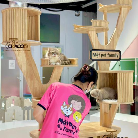 Mã Cattree Center