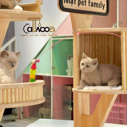 Mã Cattree Center