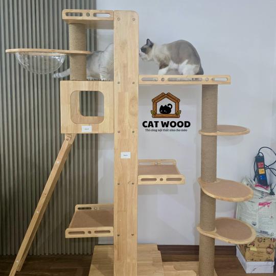 Cattree gỗ cao su