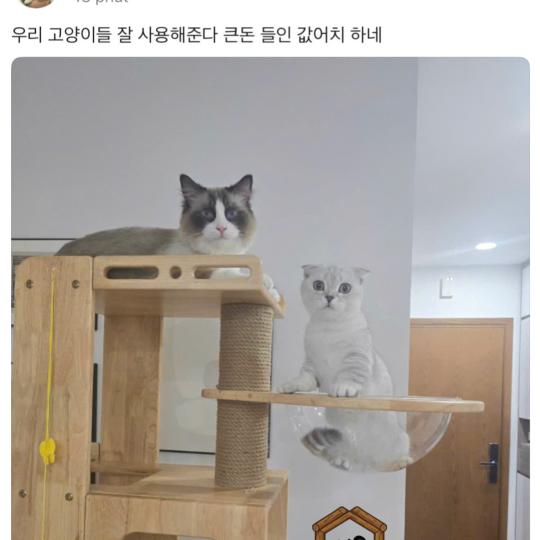 Cattree gỗ cao su